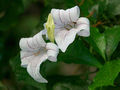 Thumbnail for version as of 18:20, 2 June 2010