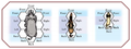 Thumbnail for version as of 16:05, 11 November 2014